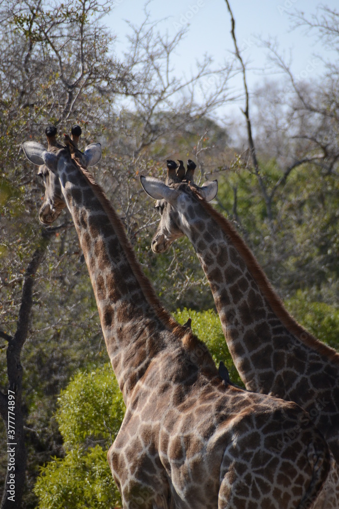 Fotografie Wild Life: Animals  in their element