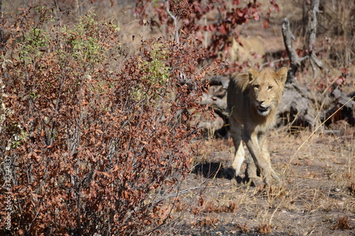 Wild Life: Animals  in their element