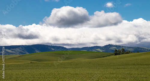 Overlooking the spring green fields of the Palouse in Washington state