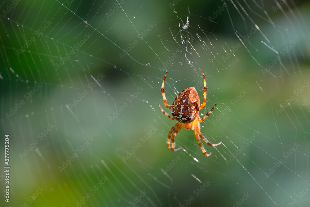 Spider Araneus sitting on a web in the background light closeup Spider Araneus sitting on a web in the background light closeup