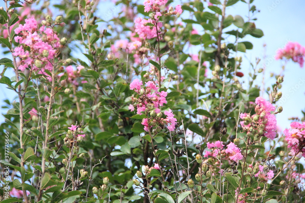 Pink flowers in the tree Pink flowers in the tree