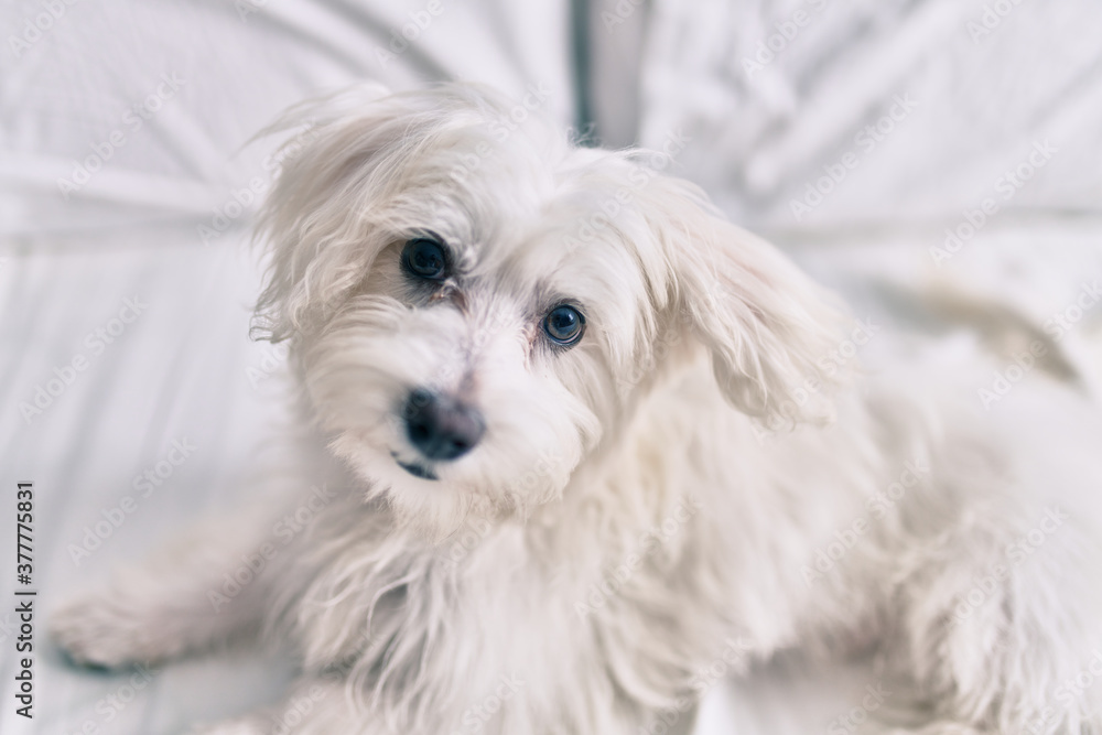 Adorable white dog at bed. Adorable white dog at bed.