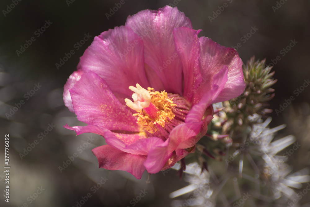 Fotografie Southwest red Cholla flower.
