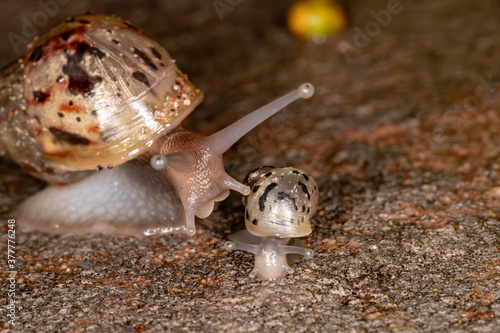 African Giant Snail of the species Lissachatina fulica photo