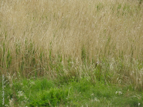 View of tall dried grass