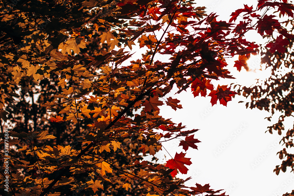 Red and orange background of autumn leaves. Outdoor. Colorful background image of trees with autumn leaves, autumn season. Red and orange background of autumn leaves. Outdoor. Colorful background image of trees with autumn leaves, autumn season.