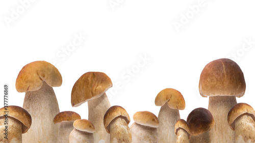 Close up of many different Boletus edulis (king bolete) / penny bun / cep / porcini / mushroom isolated on white background
