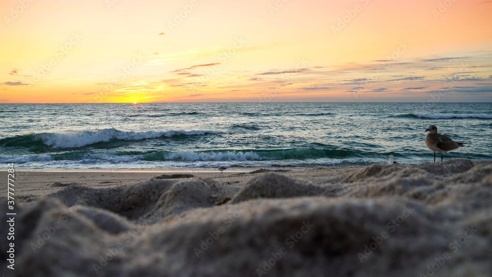 Obraz premium Refreshing beach at New Jersey with seagull and vibrant sunrise. In selective focus, swallow depth of field, and blur in foreground