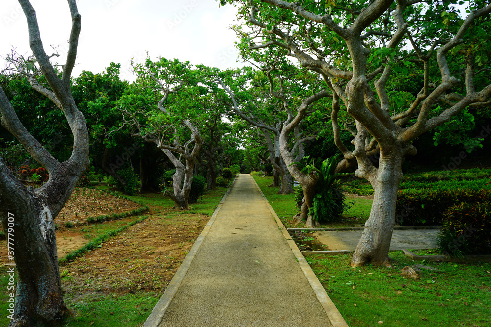 Obraz premium Okinawa Forest in Japan