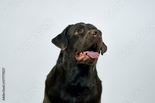 purebred dog on a light background pet cropped view close-up