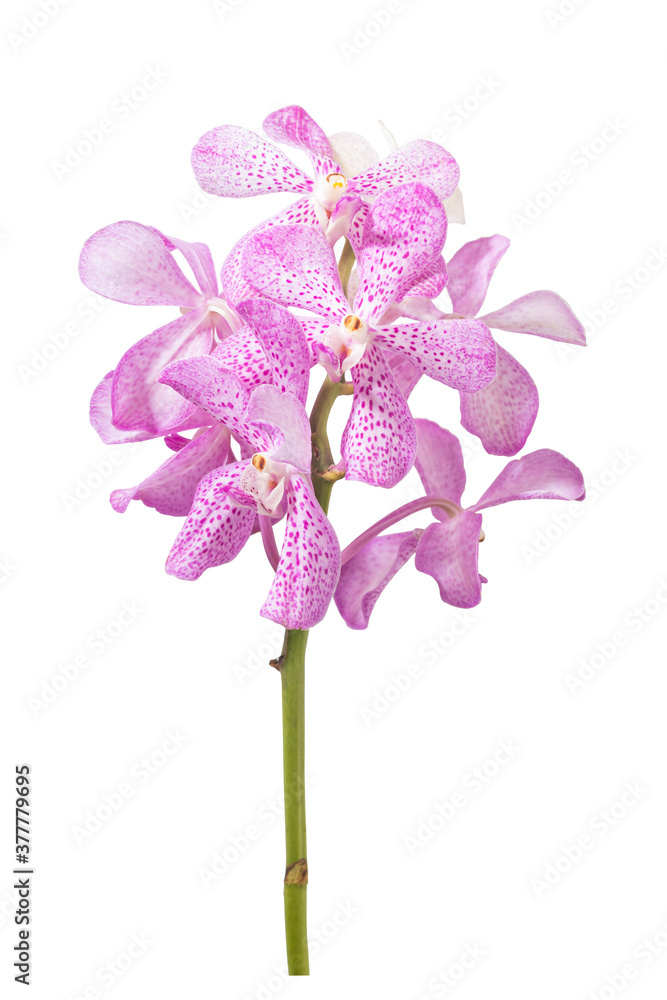 Bouquet Pink Orchid flowers on isolated white background.Floral object.clipping path
