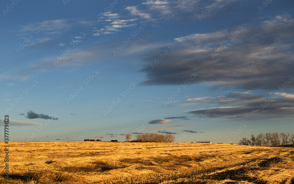 Morning sun rise over a prairie farm with a swathed field in Rocky View County Alberta Canada