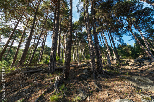 Forest of Pino Silvestre near Brusson  Val d Ayas