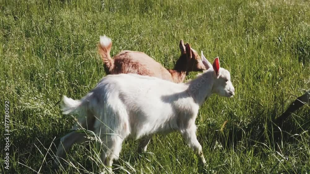 Small herd of goats running on meadow, slow motion Small herd of goats running on meadow, slow motion