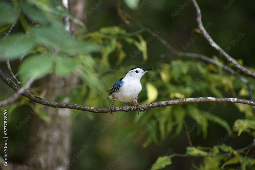 White-Breasted Nuthatch Bird in Tree