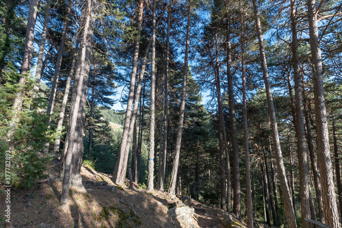 Forest of Pino Silvestre, Brusson, Valle dìAosta - Italy photo