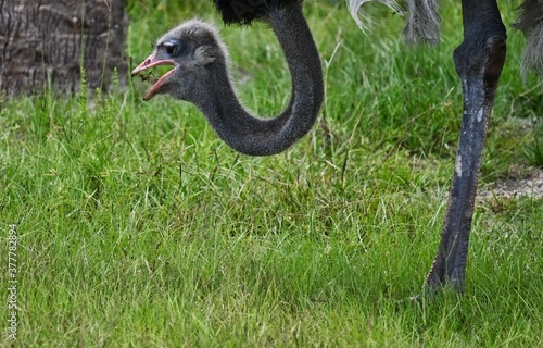 Macro View of Ostrich Head Taking Bite of Plant in Grassy Field