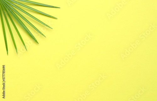 Tropical palm leaves on yellow background.