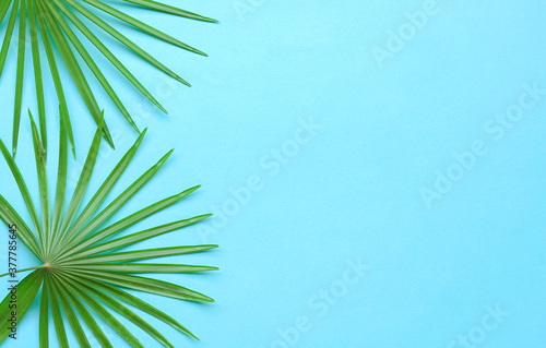 Tropical palm leaves side frame on blue background.