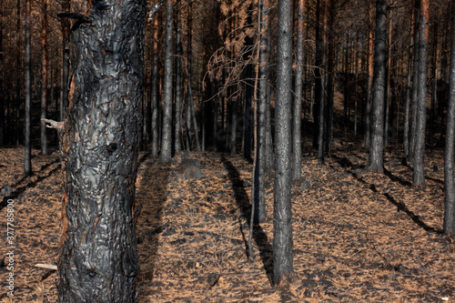 Burnt trees after forest fire