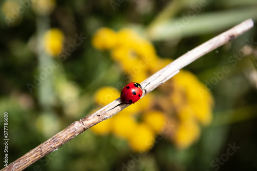 Slika na platnu mademoiselle la coccinelle