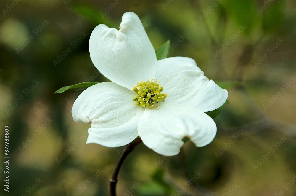 Single Dogwood Tree White Flower in Springtime