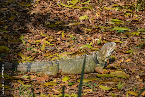 Large specimen of iguana on litter.