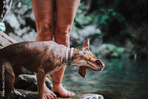 Perro en lago coge palo y te lo trae con cascada se limpia el agua