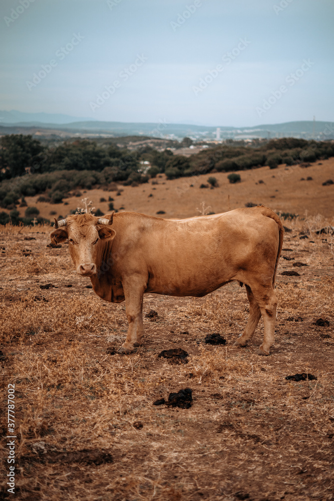 Campo natural abierto con montañas y padro de cardos con vacas retintas comiendo Campo natural abierto con montañas y padro de cardos con vacas retintas comiendo