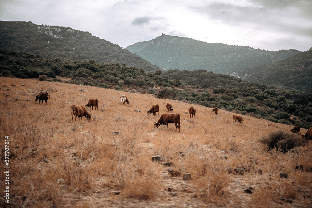 Campo natural abierto con montañas y padro de cardos con vacas retintas comiendo Campo natural abierto con montañas y padro de cardos con vacas retintas comiendo