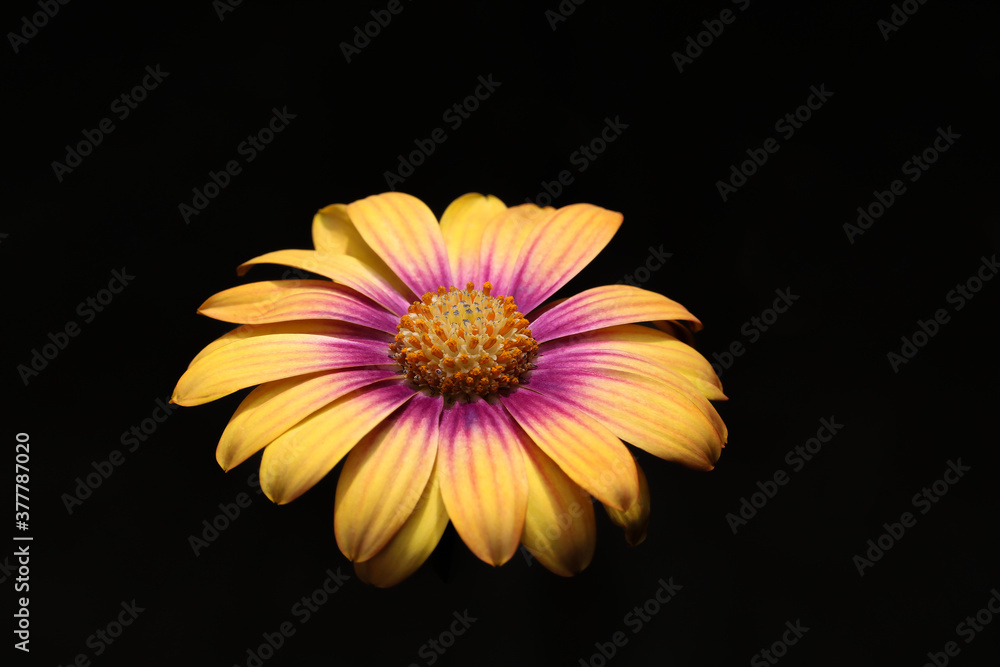 flower on black flower on black