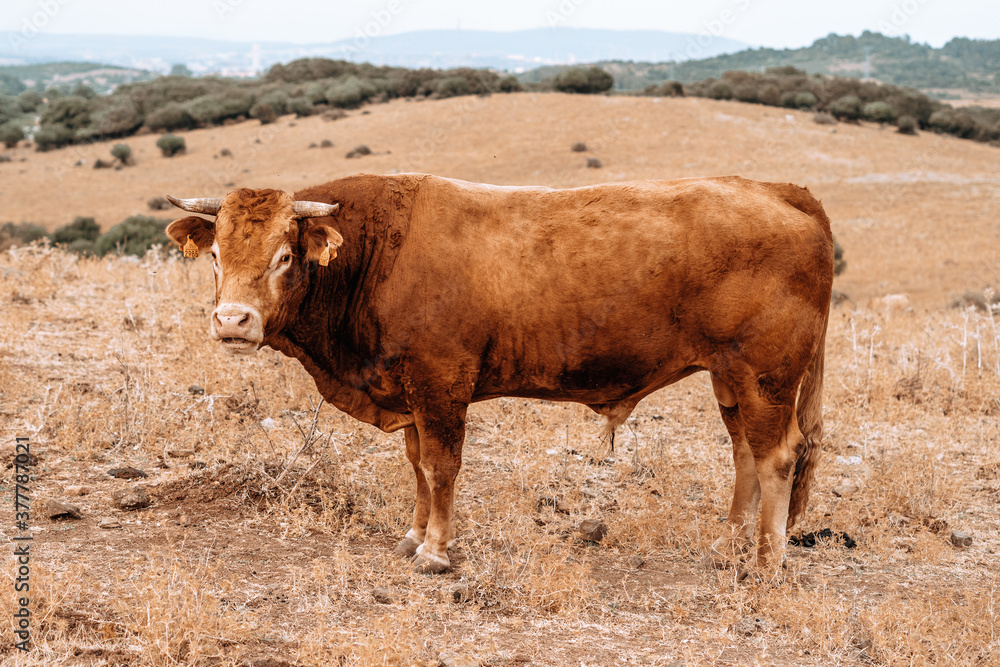 Campo natural abierto con montañas y padro de cardos con vacas retintas comiendo Campo natural abierto con montañas y padro de cardos con vacas retintas comiendo