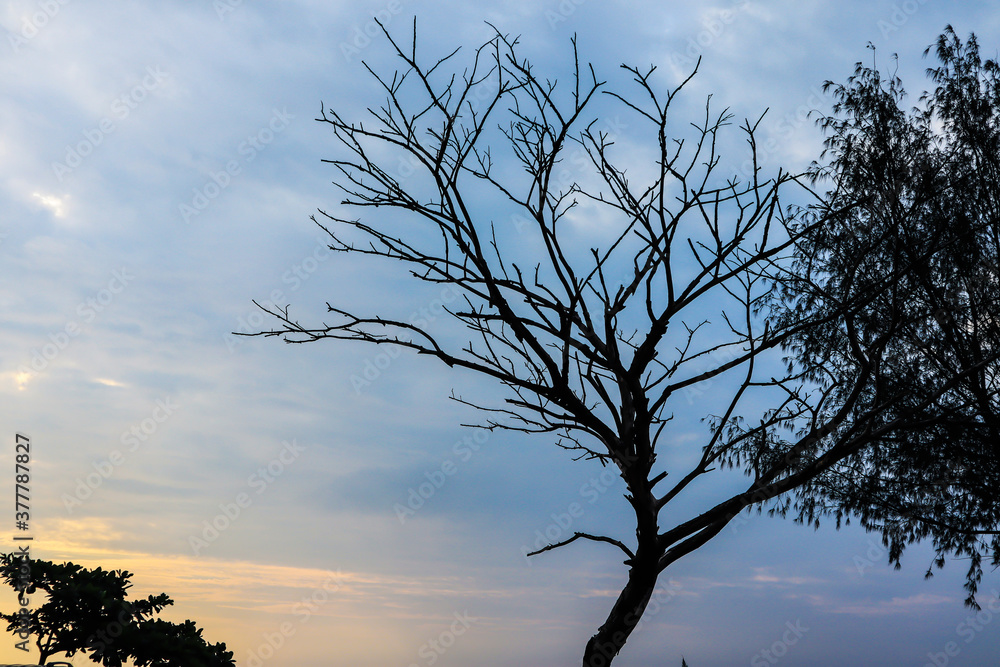 old tree on the beach under the beautiful evening sky old tree on the beach under the beautiful evening sky