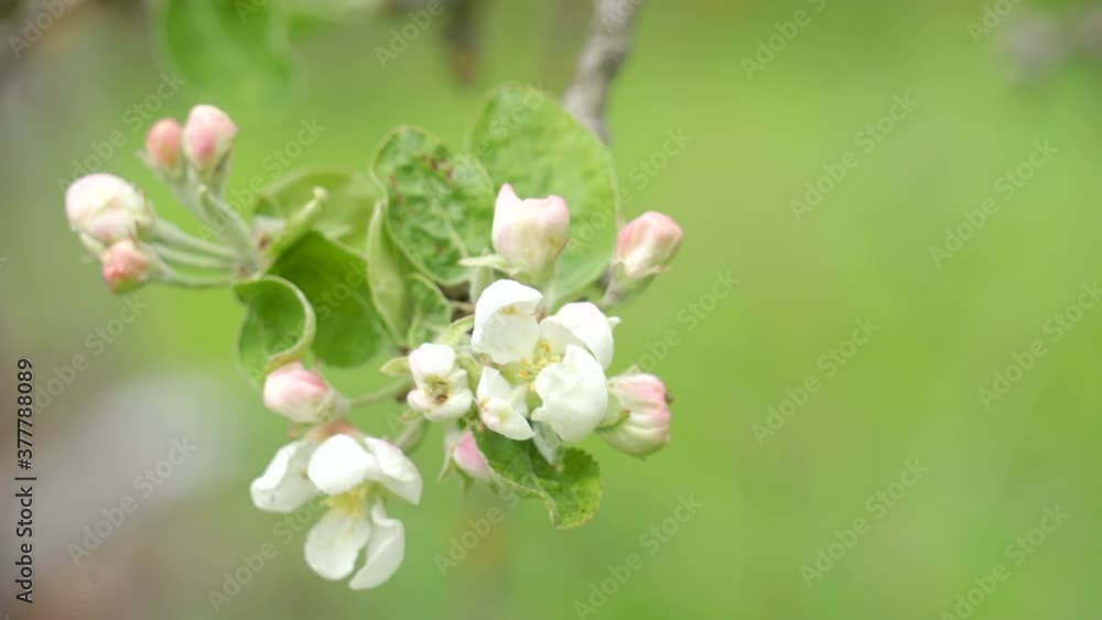 A closer look of the beautiful white flowers A closer look of the beautiful white flowers