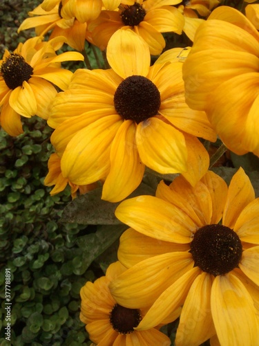 Rudbeckia plant after rain in summer. Yellow color petals. Blooming garden flowers. Rudbeckia is state flower of Maryland.