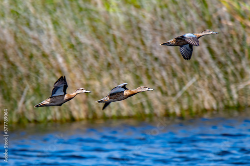 Blue winged teals in flight