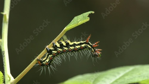 Caterpillar and fly fighting on green plant.  photo