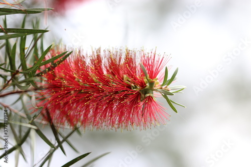 ブラシのような形状の赤いカリステモンの花
A red Bottlebrush flower shaped like a brush. photo