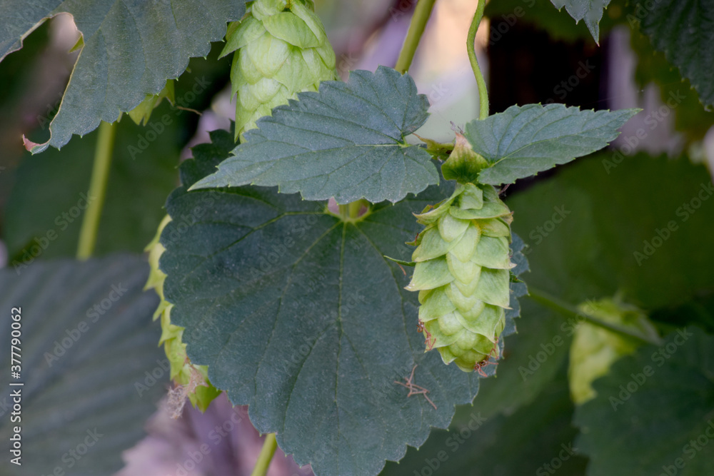 Hop Leaf 02 Hop Leaf 02