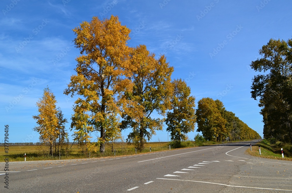 Fototapeta premium road in autumn