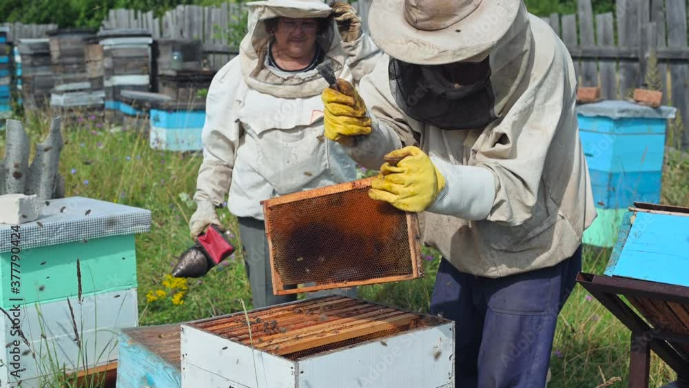 Elderly beekeepers are inspecting honeycombs. Local family apiary business. Elderly beekeepers are inspecting honeycombs. Local family apiary business.