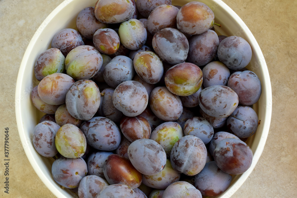 Obraz premium Bucket O Plums 08