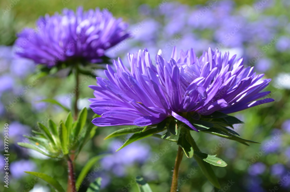 Obraz premium flower