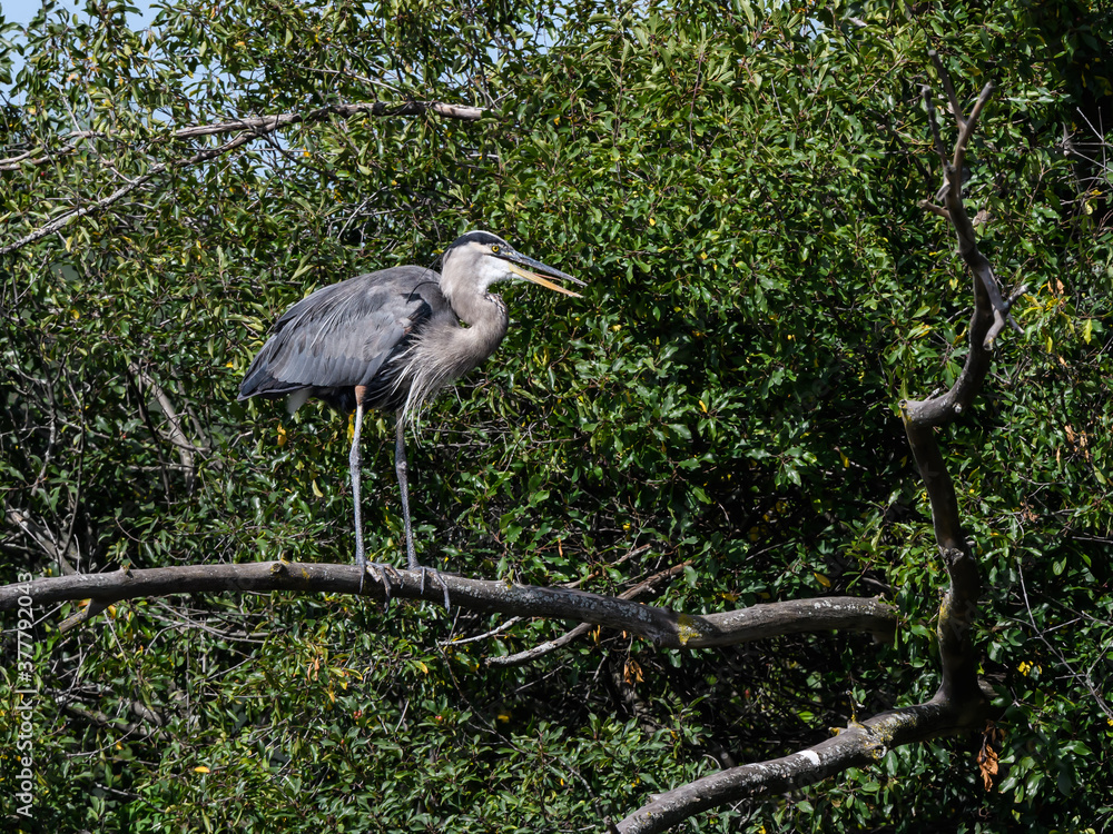 Fototapeta premium Great Blue Heron Standing on the Tree Branch