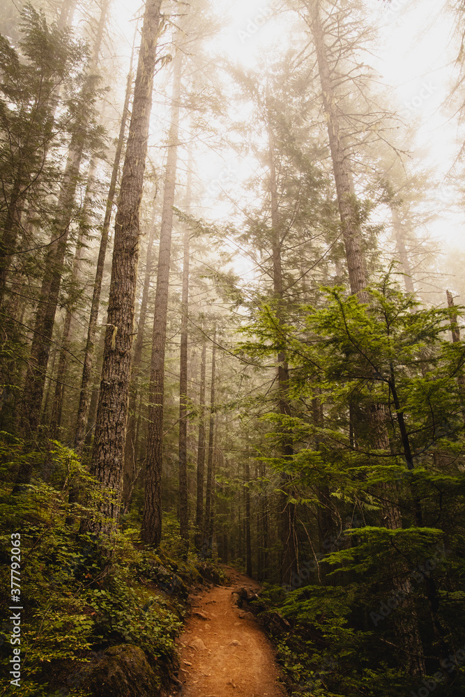 Naklejka premium morning in the woods