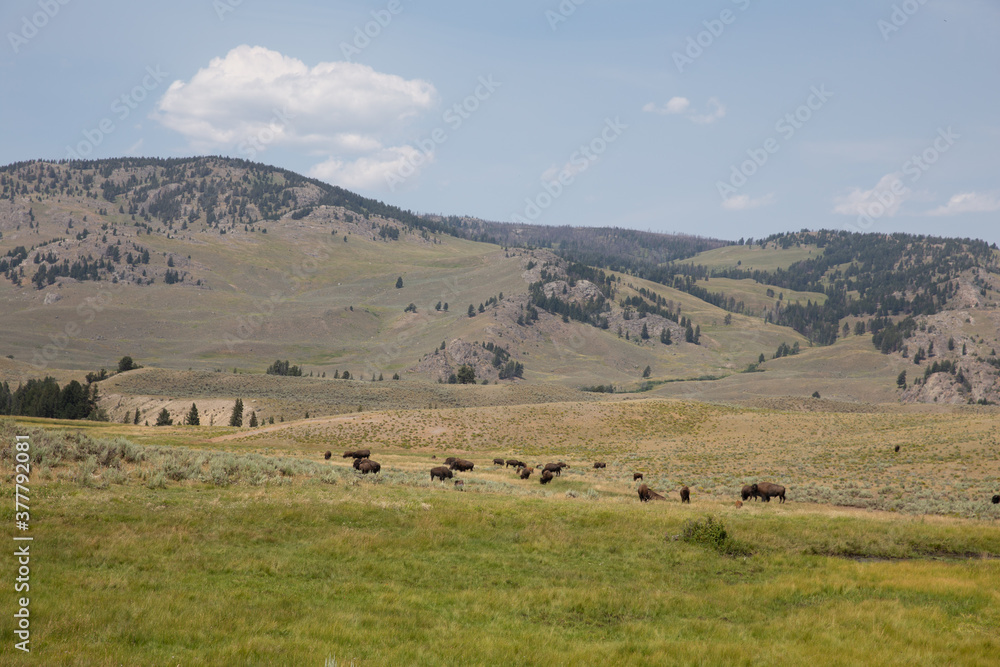 Bison in the Field Bison in the Field