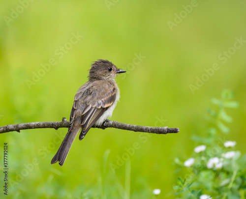 Eastern Phoebe Perched on a Tree Branch on Green Background