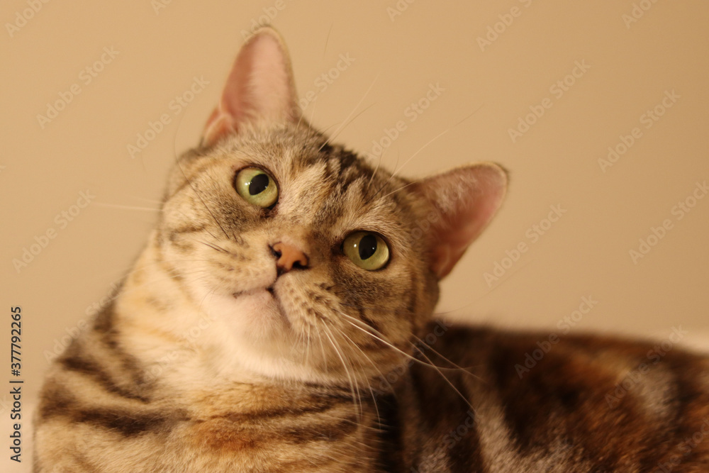 首をかしげるキュートな猫のアメリカンショートヘア
American shorthair, a cute cat that tilts her head. 首をかしげるキュートな猫のアメリカンショートヘア
American shorthair, a cute cat that tilts her head.