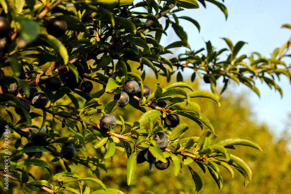 Fruits of the Blackthorn, Prunus spinosa, in autumn