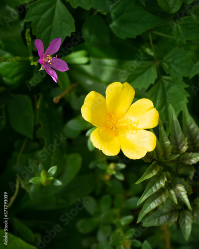 Close up of yellow Common Purslane blossom late in the morning, Herbal and decoration plant in the garden photo